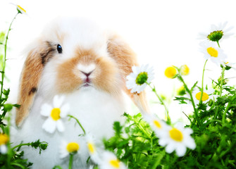 Hase © Natallia Vintsik