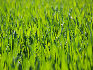 Fresh young wheat