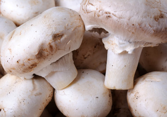 Fresh mushrooms