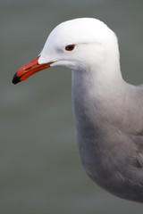 Seagull with background of the sea