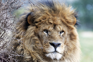 Obraz premium the king