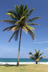 Palm tree on beach, Dominica in the Caribbean