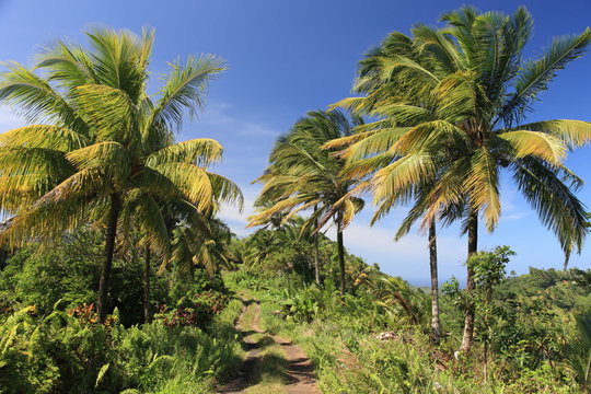 Palm trees and vegeetation on Dominica in the Caribbean