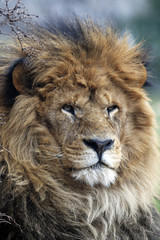 Fototapeta premium le boss