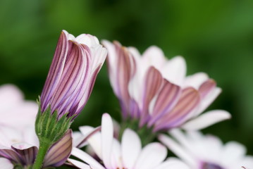 Fototapeta premium Cineraria flower bud