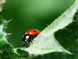 Red ladybugs and aphid