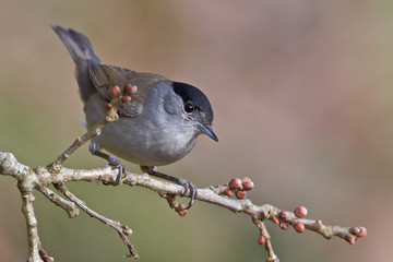 Blackcap, Sylvia atricapilla