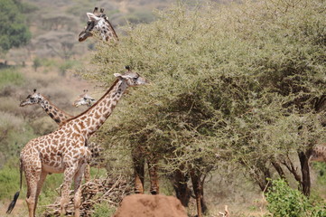Giraffen