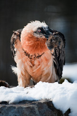 bearded vulture (lat. Gypaetus barbatus) - 21096250