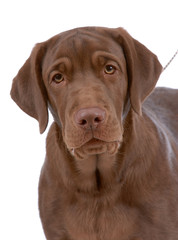 Fototapeta premium Portrait of labrador-retriever