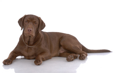 Portrait of labrador-retriever
