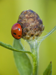 ladybug