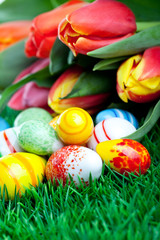 The bunch of tulips with easter eggs in green grass