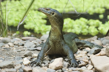 iguana lizard
