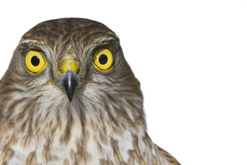 Sperber Portrait (Accipiter nisus)