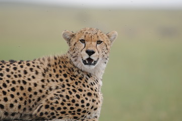 Gepard