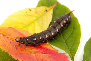 Caterpillar In Autumn Colors