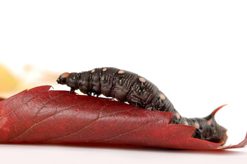 Caterpillar On Red Leaf