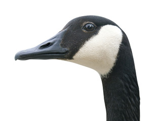 Goose Head with Clipping Path