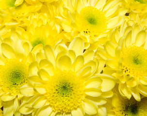 bouquet of yellow chrysanthemums