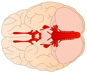 Diagram of the human brain.