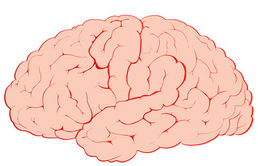 Diagram of the human brain.