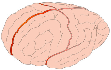 Diagram of the human brain.