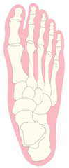 Bone anatomy of human foot