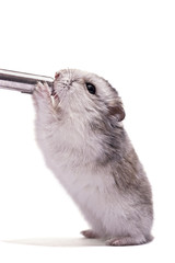 little dwarf hamster