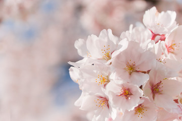 cherry blossom