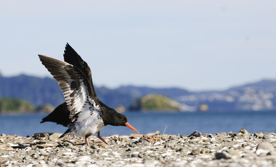 New Zealand bird