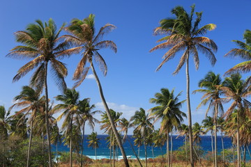 Fototapeta na wymiar Palm trees close to coastline with deep blue sky