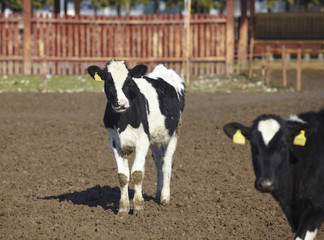 cow farm agriculture bovine milk