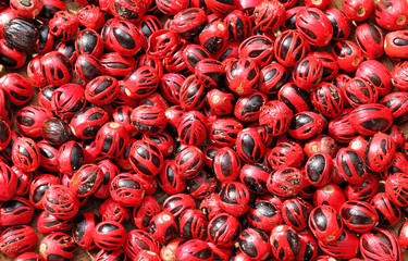 séchage noix muscade Seychelles © Unclesam