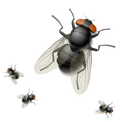 Housefly. Detailed vector illustration.