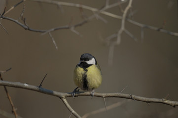 oiseau de jardin