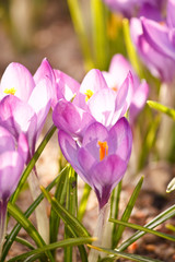 rich spring flowers.