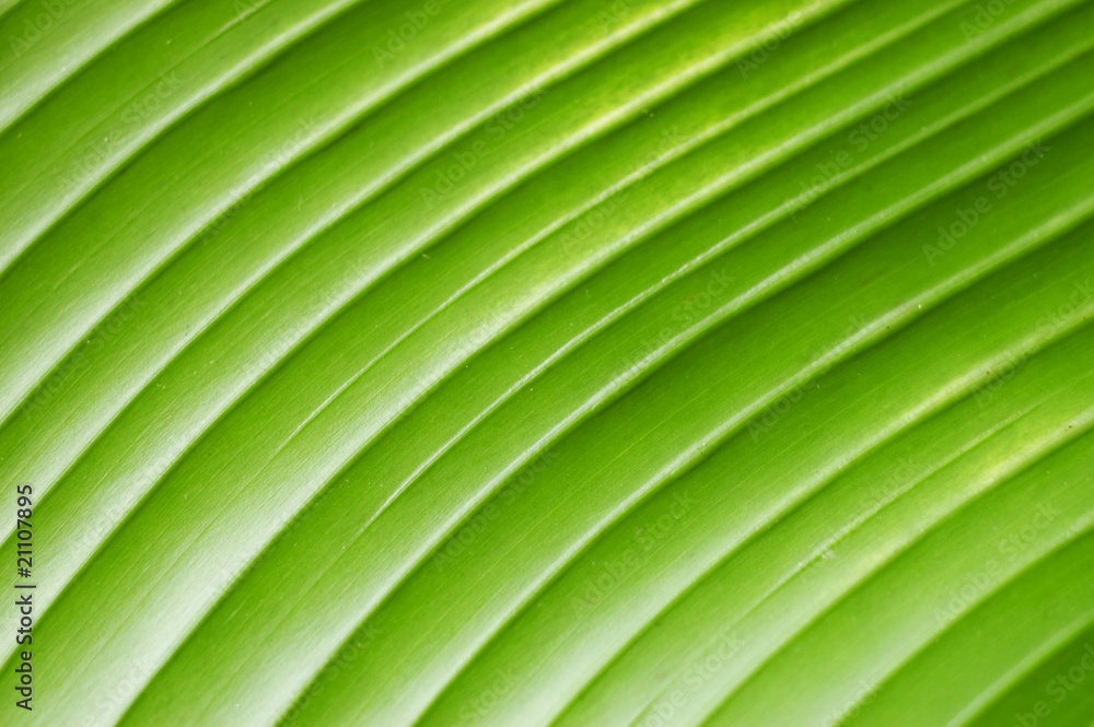 Wall mural leaf