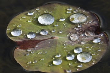 Rain drops on the water-repellent Lotus leaf