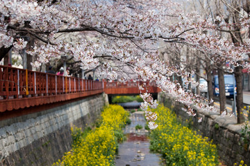 Cherry Blossom © Angelika Bentin