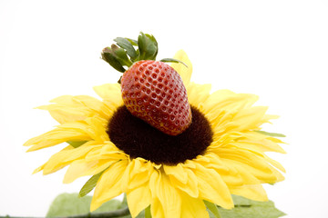 Erdbeere auf Sonnenblume