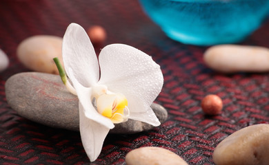 Orchidée blanche dans hammam