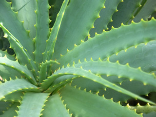 aloe vera
