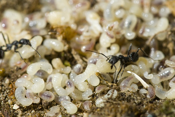 Ants collecting pupae