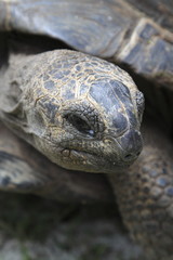 seychelles denis island tartarughe