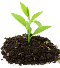 plant citronnier sur terreau, fond blanc