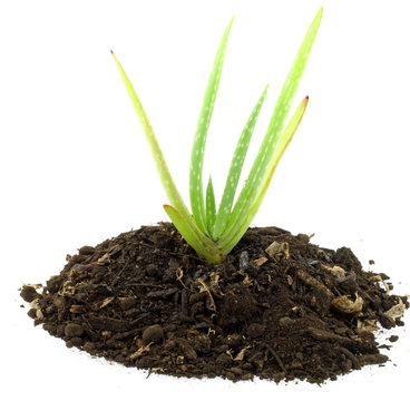 plantule aloe vera, fond blanc
