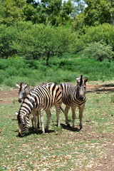 Fototapeta na wymiar zebres