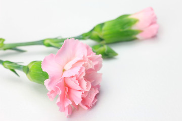 carnation