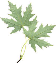Green maple leaves